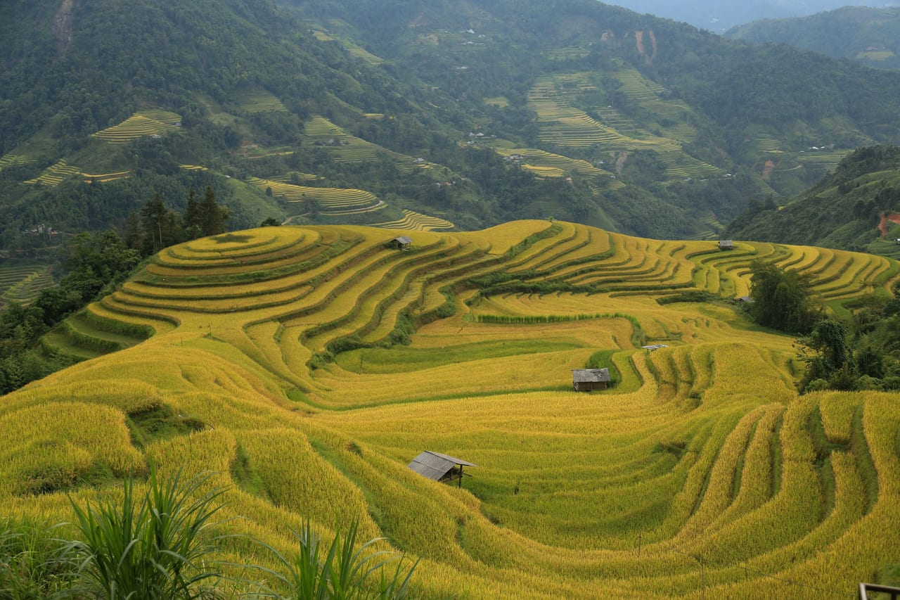 Ruộng bậc thang lúa chín vàng ở Hoàng Su Phì, Hà Giang, với một ngôi nhà nhỏ giữa thửa ruộng